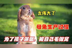 实拍母兔产子过程，疯狂拔毛做窝生产，吃胎盘补充体力，母爱感人