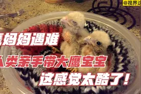 鹰妈妈意外遇难，人类抚养两只鹰宝宝长大，亲手喂大太酷了！视频封面