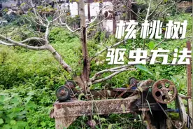 核桃树秋季容易蛀虫，驱虫不及时会枯萎，给大家分享一个好的方法视频封面