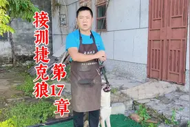 狗训练随行，这方法太简单了，史诗级教学视频封面