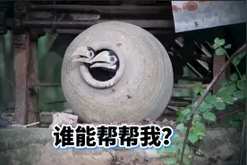 犀鸟育儿有多难！鸟妈妈把自己困在罐子里三个月，母爱真是伟大！视频封面