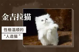 金吉拉猫——性格温顺的“人造猫”