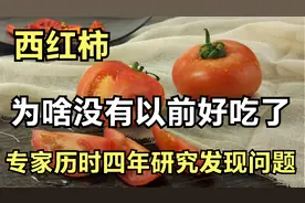 为何西红柿变难吃了，专家历时1460天找到原因，知道真相后我笑了视频封面