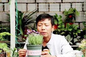 卧室养盆薰衣草，是全家的养生草，驱蚊虫，促睡眠，越活越健康！视频封面