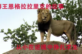 狮王恩格拉拉里克，流浪小狮子的成王之路，狮王励志故事视频封面