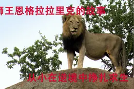 狮王恩格拉拉里克，流浪小狮子的成王之路，狮王励志故事视频封面
