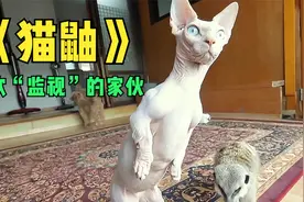 小家伙明明有四条腿，却喜欢用双腿走路《猫鼬》视频封面