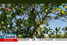 神奇！一棵树结十种果实视频封面