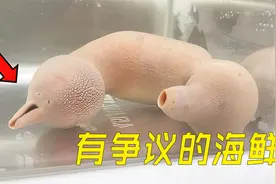 吃了这么多年海肠，你真的认识它吗？生物科普视频封面