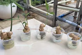 一次性塑料杯，水培生姜，一次种5棵生姜，不建议大家学视频封面