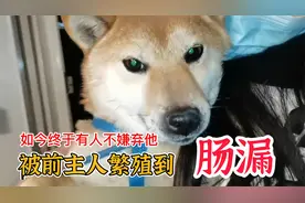 柴犬被前主人繁殖到肠子外露，如今终于找到幸福视频封面