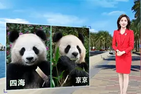 两只中国大熊猫抵达卡塔尔，为本届世界杯增添更多中国元素视频封面