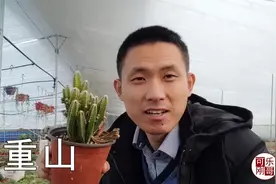 万重山多肉植物怎么养护？如何繁殖？看看刚哥养的怎么样？
