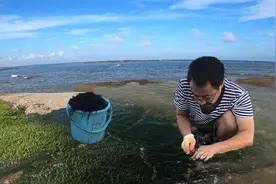 走跟二哥去摘龙须菜，都长在石头上跟头发一样，平时不多见的海菜视频封面