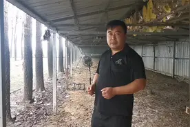 俗话说思路决定出路，老张教你养鹅如何挣钱？千万别错过！视频封面