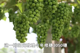 阳光玫瑰亩产6000多斤，高产、高品质的秘诀在哪里？视频封面