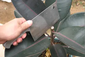 橡皮树砍头之后好处这多，看完赶紧告诉家里人视频封面