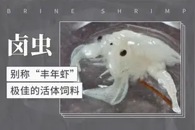 卤虫：别称丰年虾、最佳活体饲料