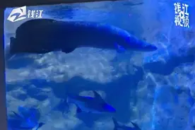 不舍说再见！陪伴杭州人20余年的海底世界即将闭馆视频封面