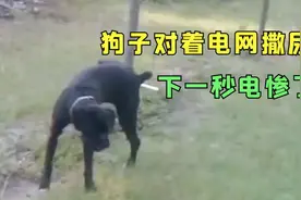 狗子对着电网撒尿，不料下一秒竟被电惨了，镜头拍下搞笑瞬间！视频封面