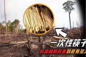 使用一次性筷子，对森林的危害有多大？视频封面