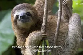 看视频学地理儿童科学启蒙双语读百科第32集：树懒丨Sloth视频封面