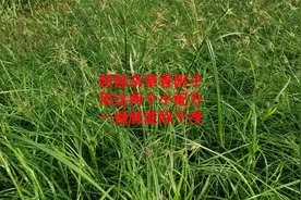 这两个小配方，防除顽固性恶性杂草香附子，一次就能连根铲除