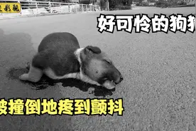 可怜小狗被车撞的无法动弹，好心小哥赶到救了下来，结局让人感动视频封面