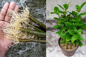 扦插广东香水柠檬枝条，学会这个小技巧，以后不用花钱买柠檬了视频封面