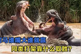 非洲动物世界的生死搏斗，同类相残毫不留情，尼罗鳄河马更惨烈视频封面