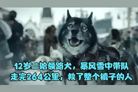 12岁二哈领路犬，暴风雪中带队走完264公里，救了整个镇子的人视频封面
