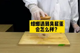 臭屁蛋真的能把蟑螂臭晕？