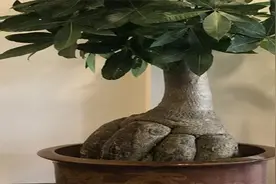 想养粗发财树，学会这3点，让它主干粗壮叶片长青视频封面