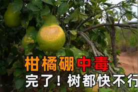 柑橘硼中毒，往年少见今年特别多，果农都哭了！怎么办？视频封面