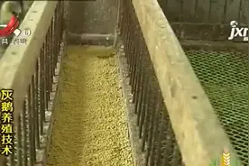 鹅是多餐少食的动物，雏鹅一天喂4次，每次饲喂后都要换饮用水视频封面