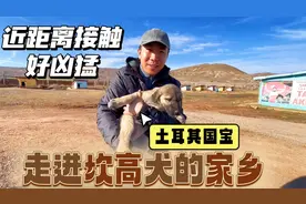 实拍土耳其国宝坎高犬，近距离接触太凶猛了，顶级血统售价1000万视频封面