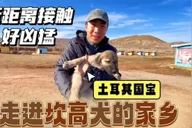 实拍土耳其国宝坎高犬，近距离接触太凶猛了，顶级血统售价1000万视频封面