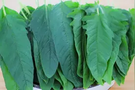 芝麻叶怎么做才好吃？教你家常做法，好吃又下饭，简单营养美味