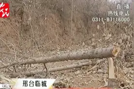 邢台临城：两百多棵杨树惨遭破坏视频封面