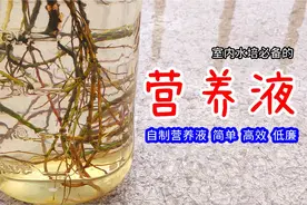 如何自制绿色水培营养液，水培蔬菜不可少，简单高效，成本低廉视频封面