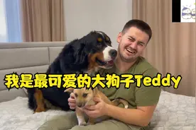 当伯恩山犬见主人撸其它狗子时，会做出哪些搞笑的反应(≧▽≦*)视频封面