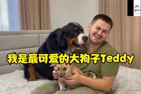 当伯恩山犬见主人撸其它狗子时，会做出哪些搞笑的反应(≧▽≦*)视频封面