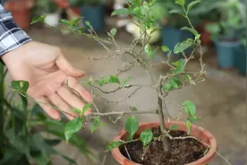 三角梅最怕这个“疏忽”，难怪一下子掉光叶片视频封面