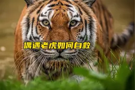 如果你在野外遭到老虎袭击，该如何自救？视频封面