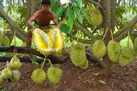 丛林中发现棵榴莲树，小哥立马爬上去搞个大口开吃，很过瘾！