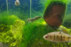谈谈虾虎鱼和大眼贼的恩怨情仇，做个缸霸容易吗？