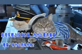 航母军舰上没有老鼠，为什么要养着猫，“舰猫”有什么特殊作用？