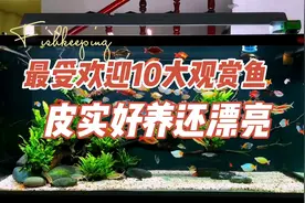 适合新手10大好看又好养的观赏鱼：养鱼笔记第4季38集视频封面