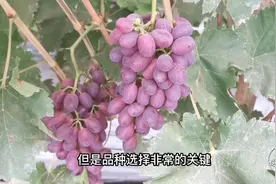 新建的葡萄园区，葡萄品种该怎么规划？我们来谈一谈视频封面