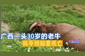 广西一头30岁的老牛，似乎预知要死亡，独自走入淤泥中安然去世视频封面